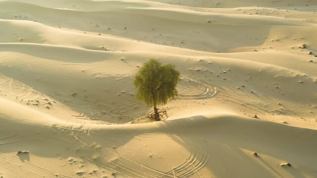 Aerial view of a single tree growing on the middle of desert, U.A.E.