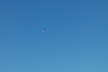 Sea bird and dolphins