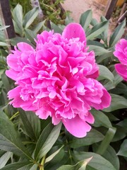 macro photo of a pink garden peony