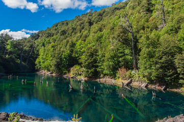 Obraz premium Paisajes naturaleza Parque nacional Conguillio bosque nativo de araucarias región de la araucanía Laguna Captren 