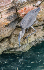 great blue heron fishing