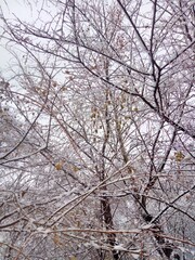 Obraz premium macro photo of branches under snow in autumnal leaves
