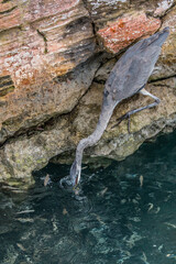 great blue heron fishing