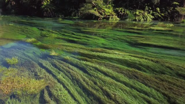 4k left to right panning motion of the crystal clear fast flowing water of the Blue Spring which is a nature fresh water spring and hiking trail of the Te Waihou walkway ,north Island,New Zealand 