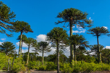 Parque nacional Conguillio  Sur De Chile región de la araucanía naturaleza bosque nativo lago natural Araucaria paisaje montaña turismo