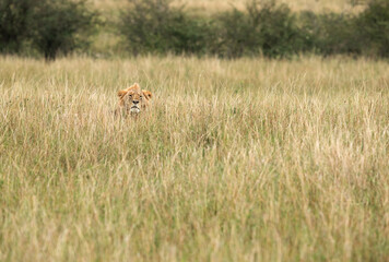 Lion hiding in the savannah grasses, Masai Mara