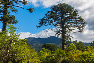 Parque nacional Conguillio  Sur De Chile región de la araucanía naturaleza bosque nativo lago...