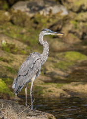 great blue heron fishing
