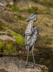 great blue heron fishing