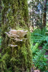 Oyster mushrooms, Pleurotus ostreatus, Hamilton Marsh, Vancouver Island, Canada
