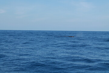 Fototapeta premium Martinique travel