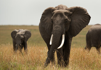 Fototapeta premium Closeup of a tusker, Masai Mara
