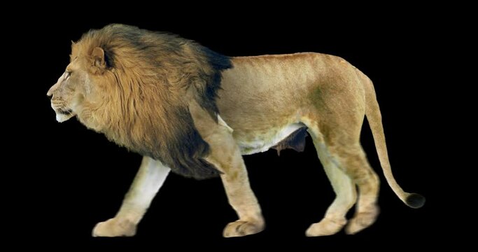 Lion walking realistic animation. An isolated animal video including an alpha channel allows to add background in post-production. Element for visual effects.