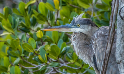 great blue heron fishing