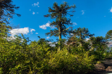 Parque nacional Conguillio  Sur De Chile región de la araucanía naturaleza bosque nativo lago natural Araucaria paisaje montaña turismo