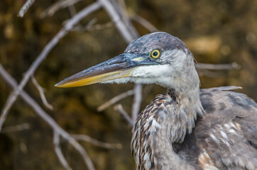 great blue heron fishing