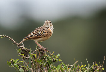 Fototapeta premium Beautiful Rufous-naped lark Masai Mara