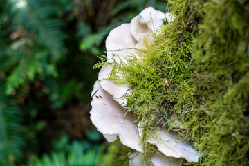Oyster mushrooms, Pleurotus ostreatus, Hamilton Marsh, Vancouver Island, Canada