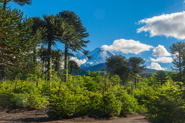 Parque nacional Conguillio  Sur De Chile región de la araucanía naturaleza bosque nativo lago...