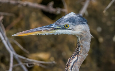 great blue heron fishing