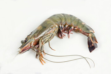 One raw black tiger prawn isolated on white background