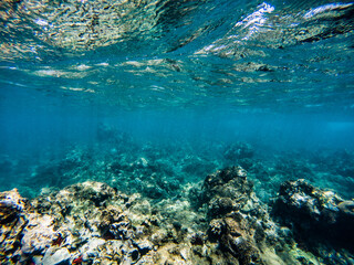 Coral Reef