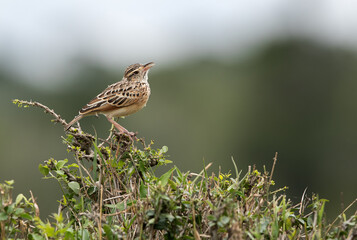 Rufous-naped lark perched on bush, Masai Mara