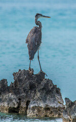 great blue heron fishing