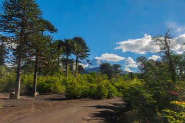 Parque nacional Conguillio  Sur De Chile región de la araucanía naturaleza bosque nativo lago natural Araucaria paisaje montaña turismo