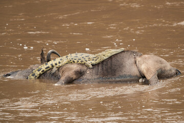 Crocodile resting on the floating carcass of Wildebeest