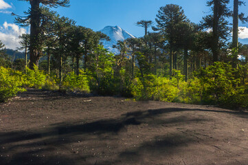 Parque nacional Conguillio  Sur De Chile región de la araucanía naturaleza bosque nativo lago...