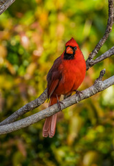 northern red cardinal in tree