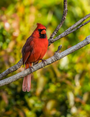 northern red cardinal in tree
