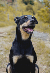 fresh and smiling pet portrait
