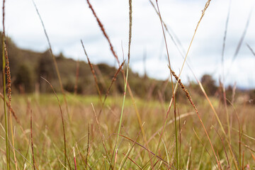 Fototapeta premium Vibrant summer green and yellow spikes with blurred walt meadow and mountains at background in sunny day 