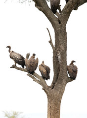 Ruppells Griffon Vultures perched on a tree