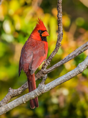 northern red cardinal in tree