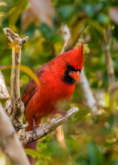 northern red cardinal in tree