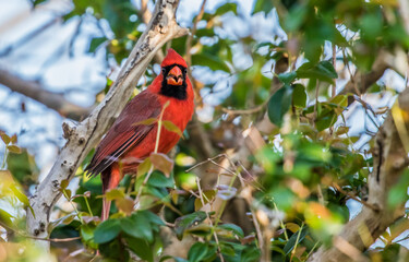 northern red cardinal in tree
