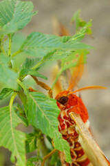 ant on a leaf