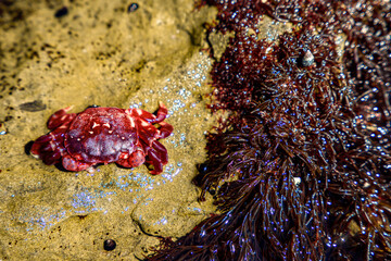 Crab with algae