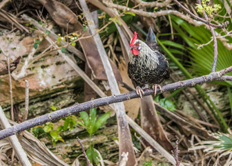 feral chicken rooster chicks