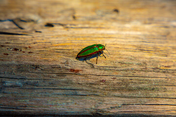 Golden Jewel Beetle (Buprestis aurulenta) also Known as Golden Buprestid, species of Iridescent Green with Shining Orange Trim Around the Wing Covers Walks on Wood Log