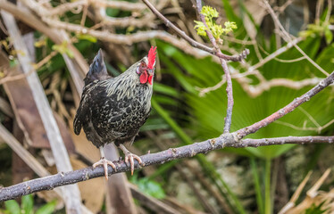 feral chicken rooster chicks