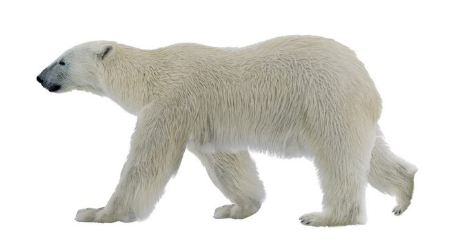 Polar white bear walking realistic animation. Isolated white arctic animal video including alpha channel allows to add background in post-production. Element for visual effects.