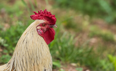 feral chicken rooster chicks
