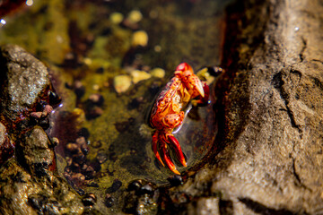 Crab in the ocean water