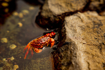 Crab in the ocean water