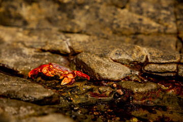 Crab on the shoreline rocks