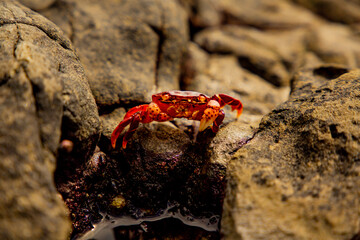 Crab on the shoreline rocks
